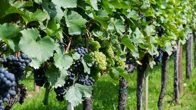 Antica Cascina B&B Borghetto Lodigiano 外观 照片